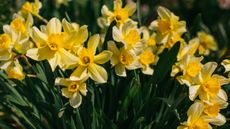 Bed of daffodils