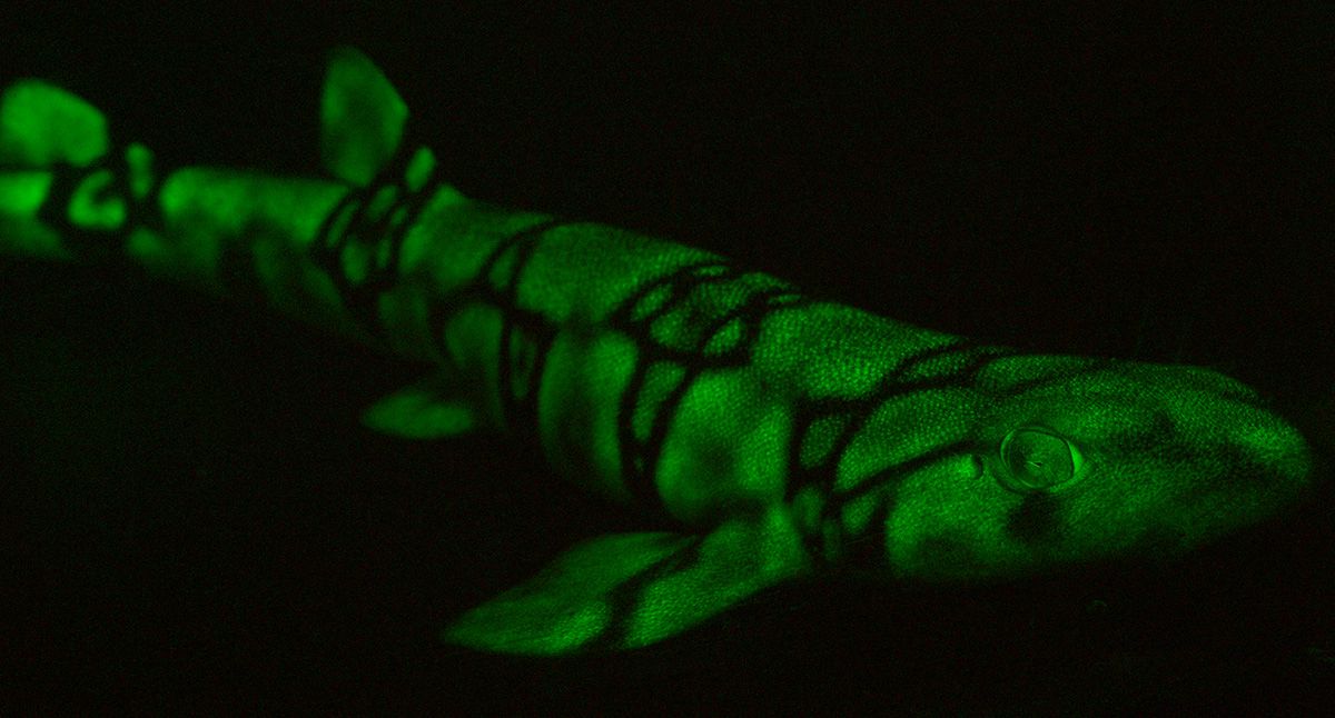 Glow-in-the-dark Shark