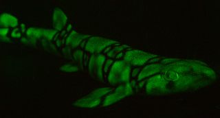 Glow-in-the-dark Shark