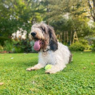 Dog with tongue wagging on grass