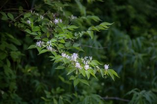 Japanese honeysuckle