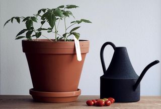 tomato plant in terracotta pot