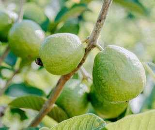 guava fruits growing on tree