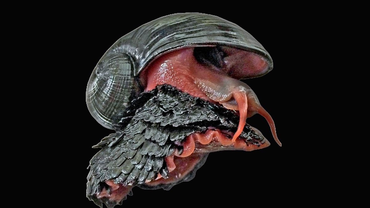 Scaly-foot snail: The armor-plated hermaphrodite with a giant heart that lives near scalding deep-sea volcanoes and never eats
