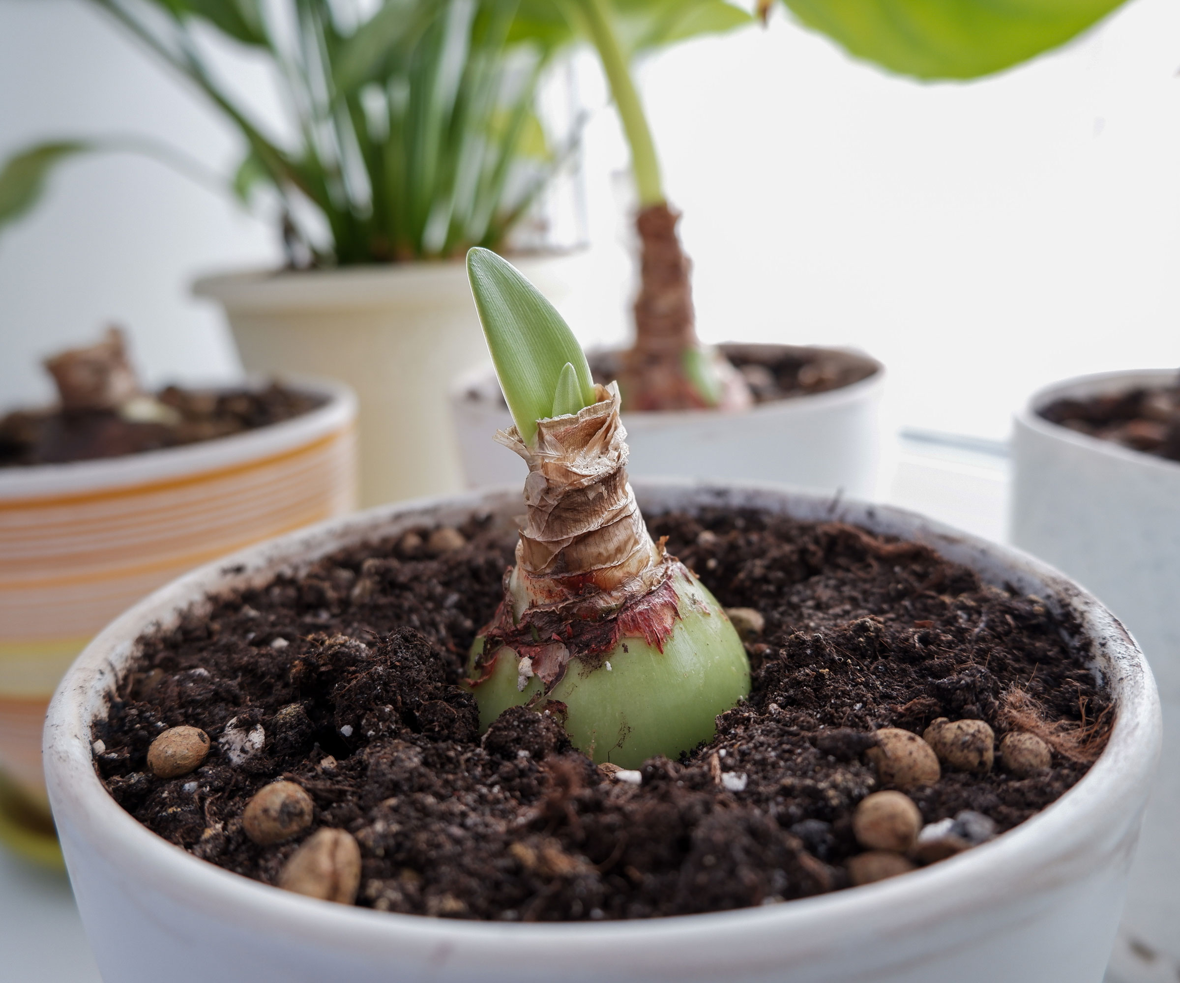 amaryllis baby bulb sprouting in container