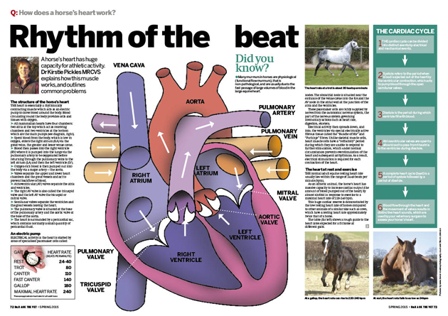 ATV hearts