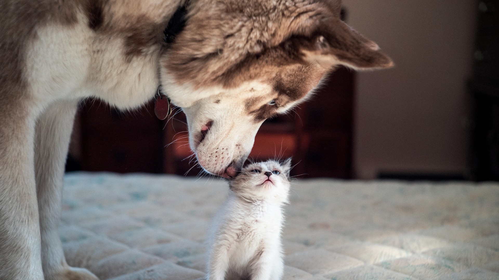 kitten with dog