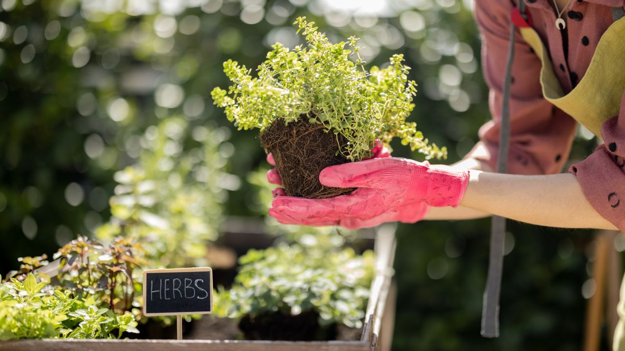 Woman&#039;s hand planting in an herb garden