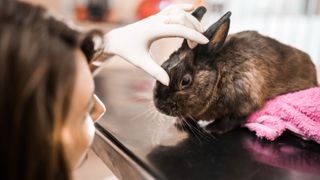 Female vet examining rabbit