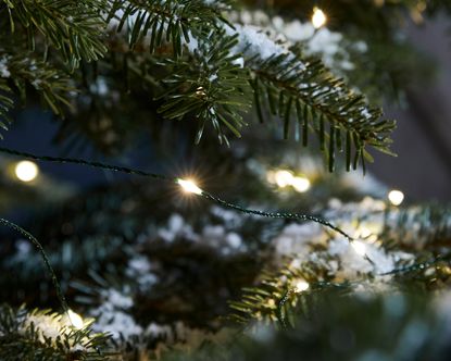 Close up of Christmas tree branches decorated with string lights