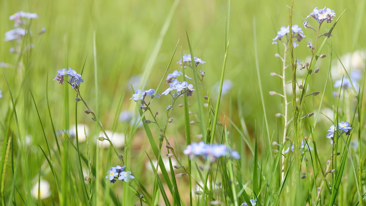 Long grass with wildflowers