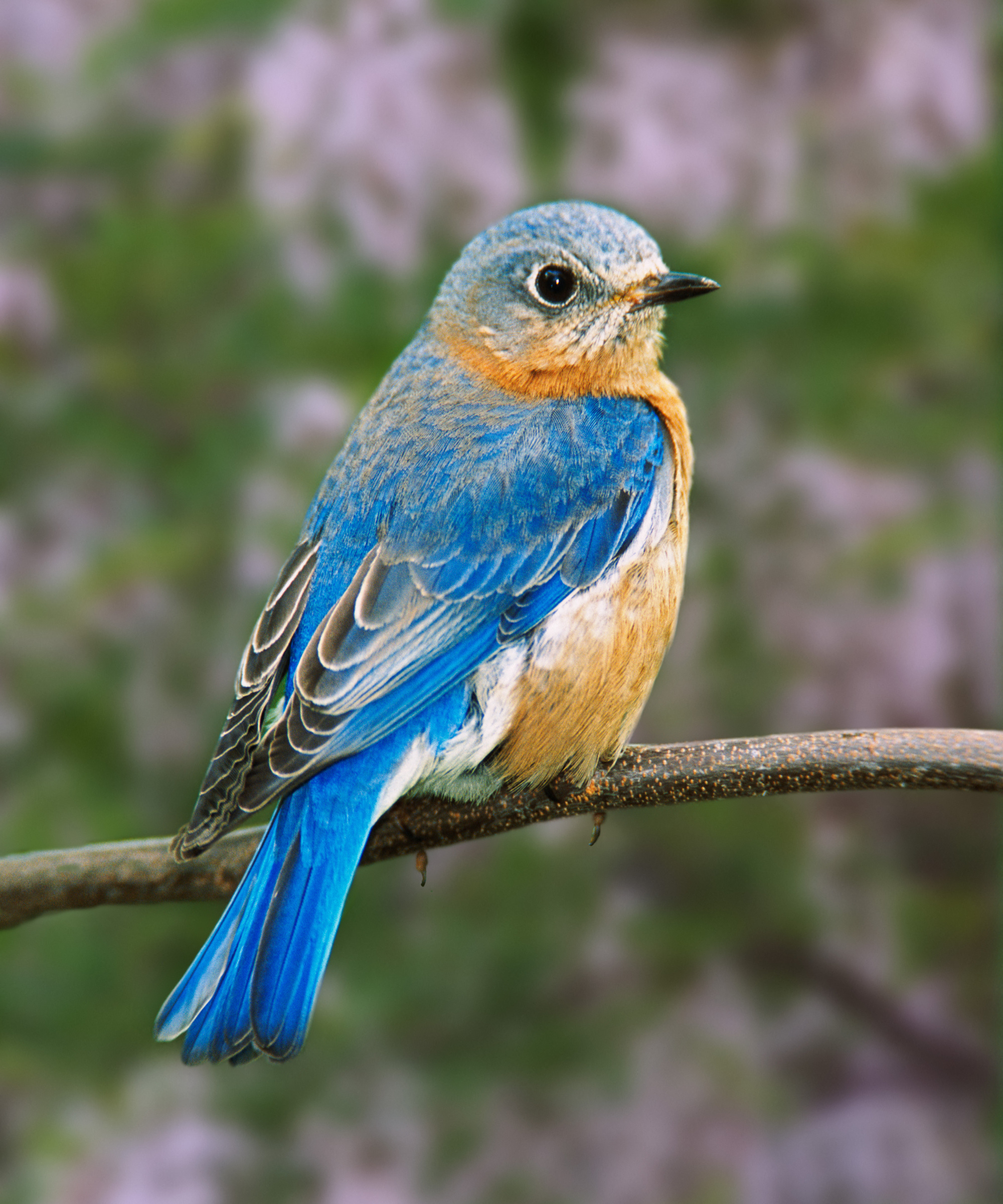 Female Eastern Bluebird, Sialia sialis, sitting on a branch