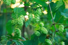 hops pruning