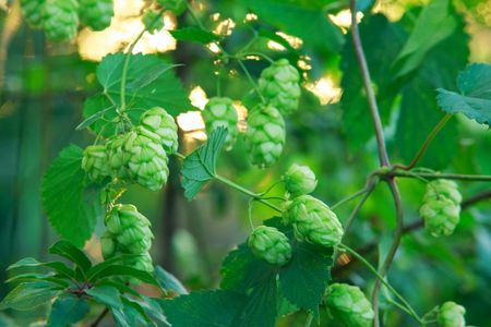 hops pruning