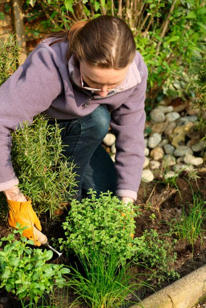 Gardener Planting Herbs