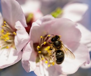 Close up image of almond blossom with a bee pollinating