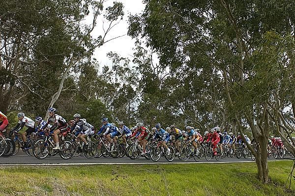 The peloton beneath the trees in cool conditions as they head towards the hills around Walhalla, which is near the dreaded Mt Baw Baw in Victoria.