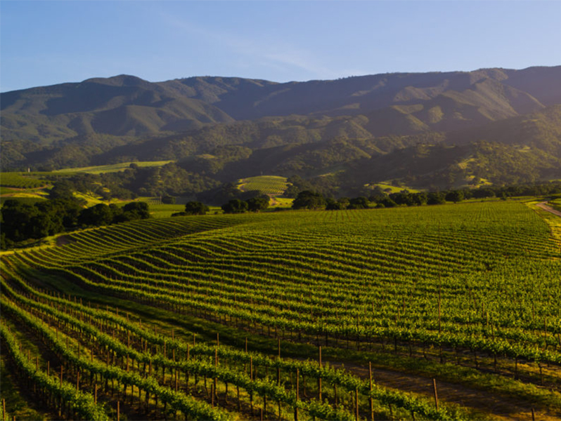Beau-Marchais-Soberanes-Vineyard-Credit-Beau-Marchais.jpg