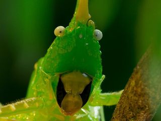 Planet Earth II