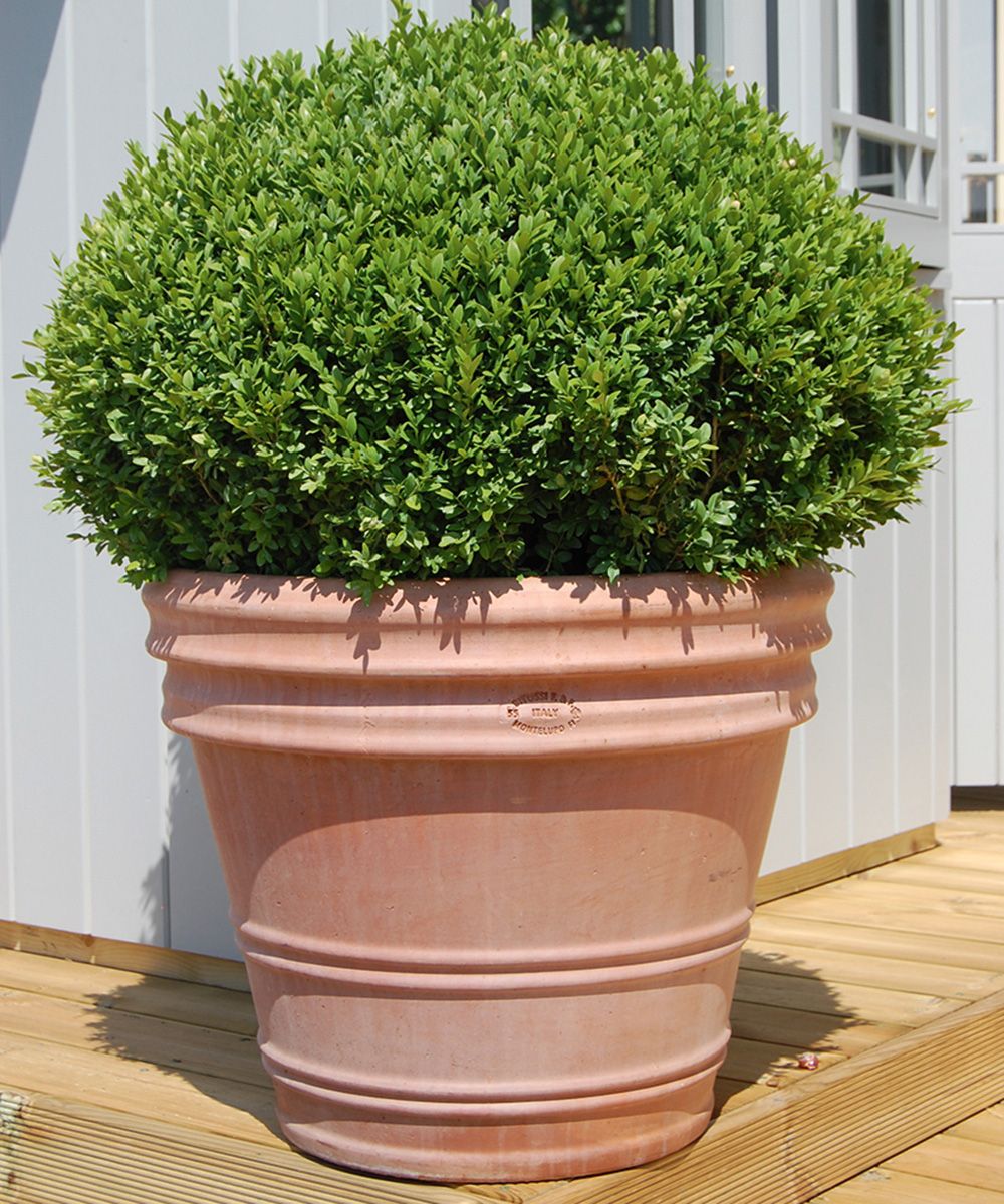Best plants for topiary 9 of the best to clip into shapes Homes