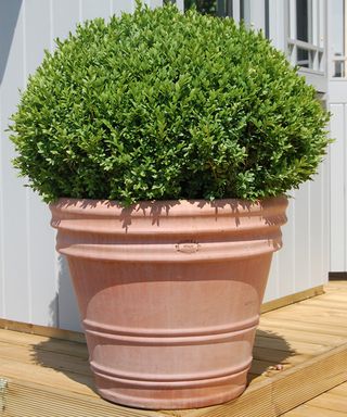 buxus ball in a container