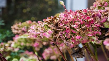 Dried hydrangea blooms