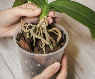 Moth orchid roots being repotted