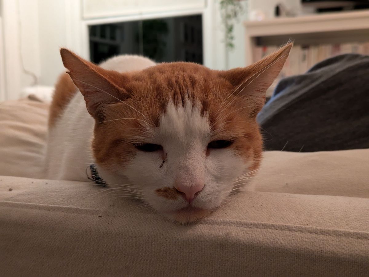 night time portrait of a cat shot by a Pixel 8a