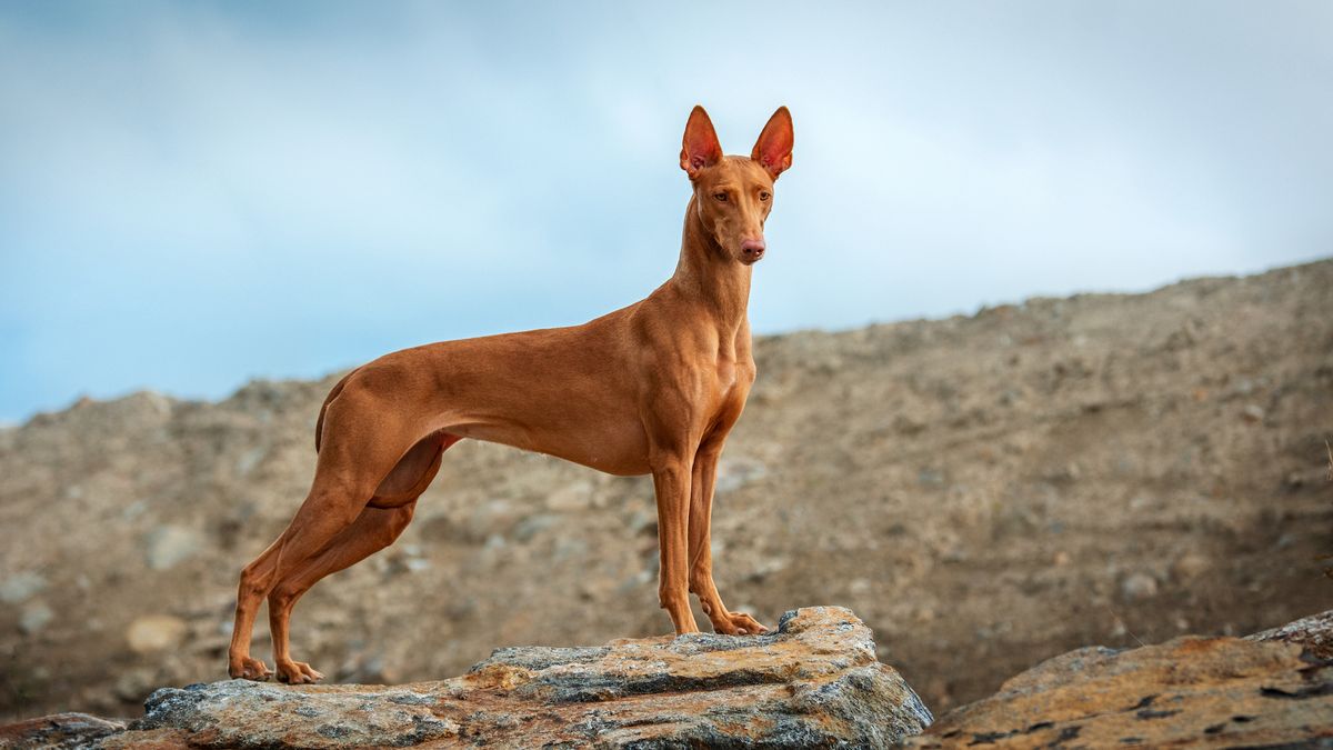 32 best dog breeds for warm climates PetsRadar