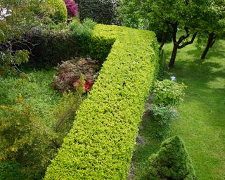 A neatly trimmed hedge in garden