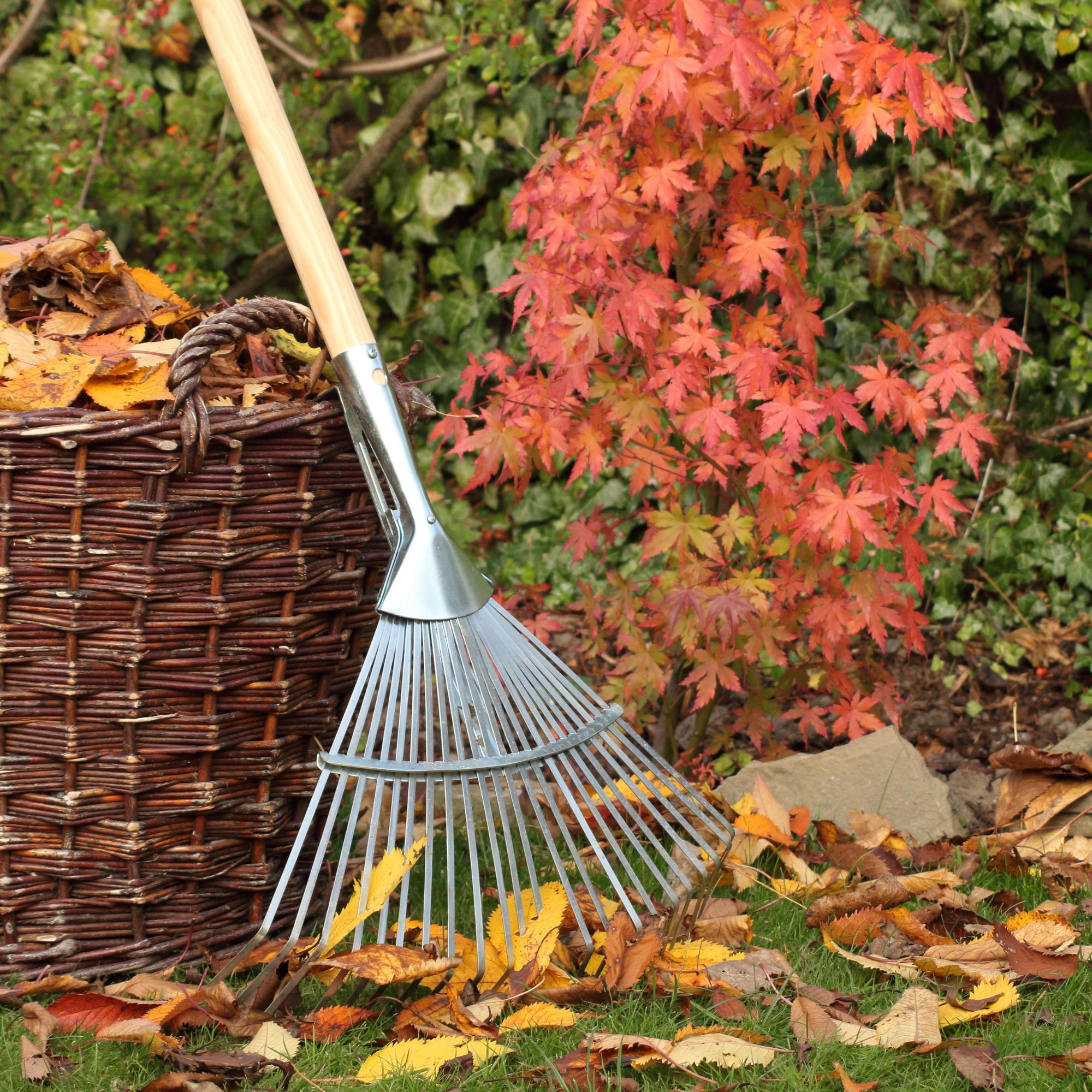 autumn garden with leaves and rake