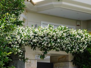 star jasmine on front of house