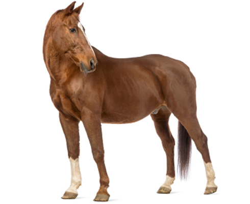 chestnut-horse-pain.jpg