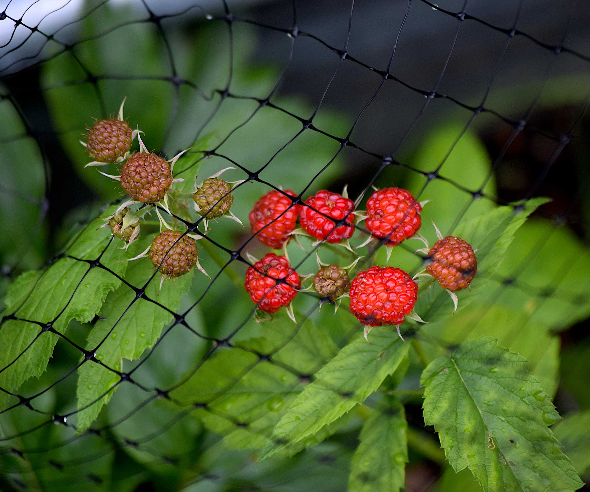 garden netting covering raspberries