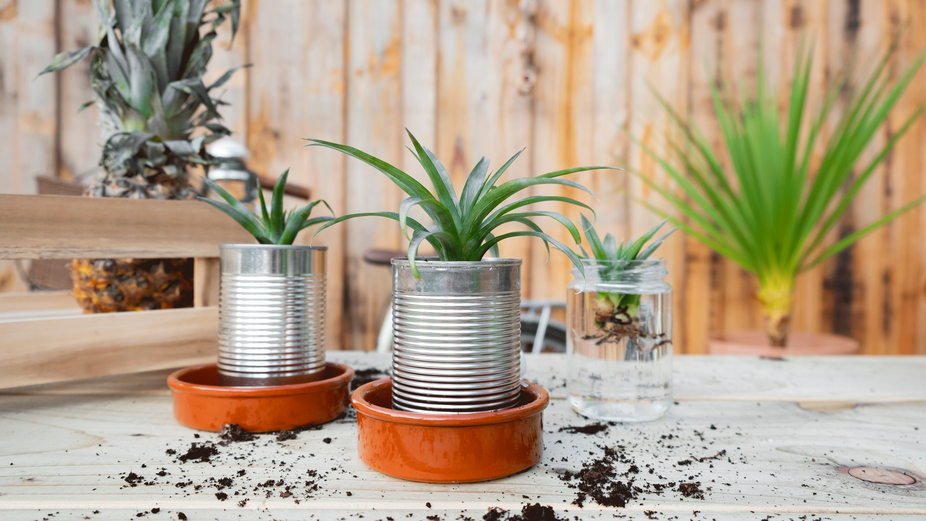 Pineapple tops with silver tins