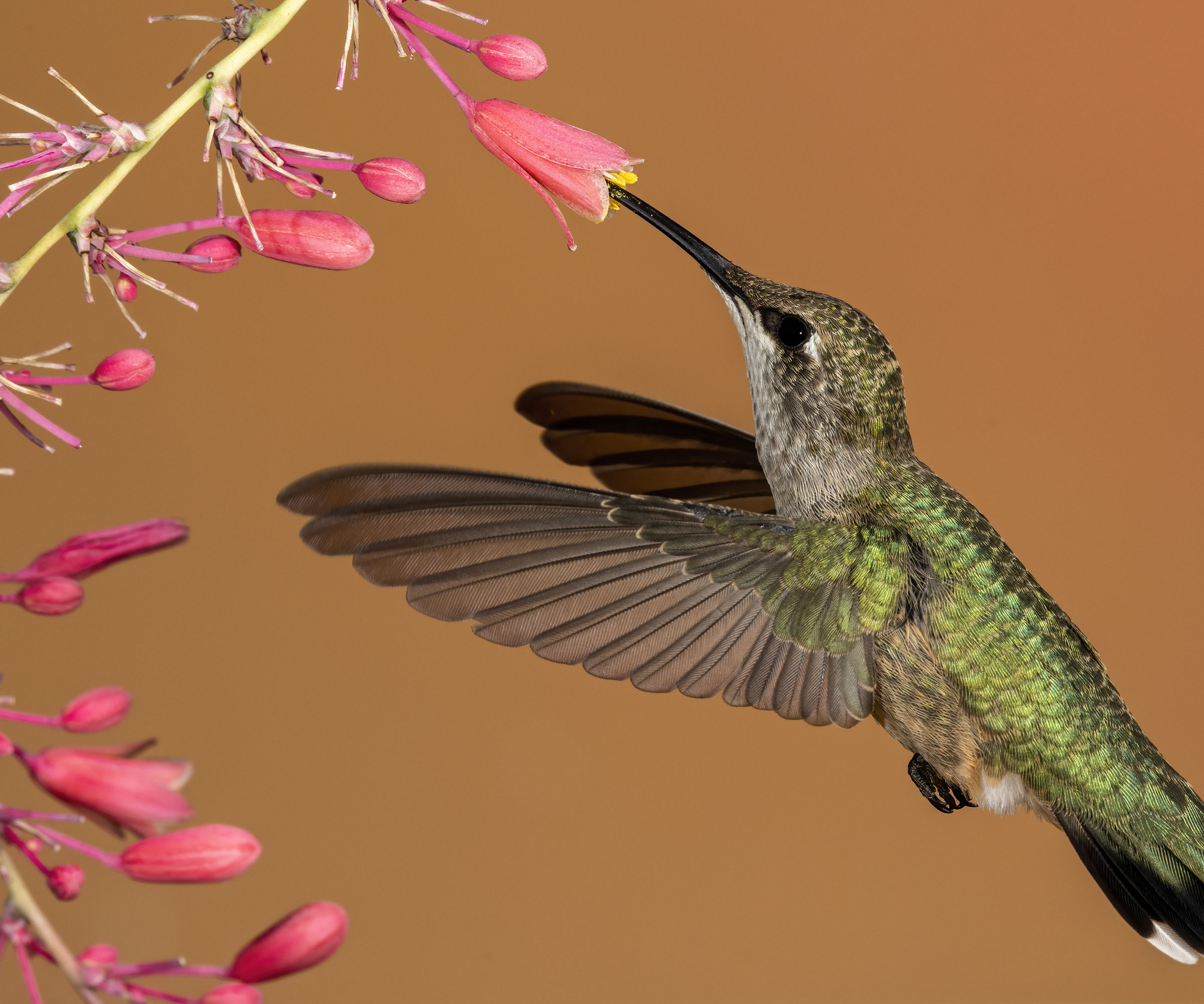 coral plant with hummingbird