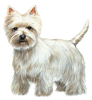 West Highland terrier