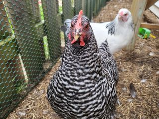 Samsung Galaxy Z Flip 3 camera samples