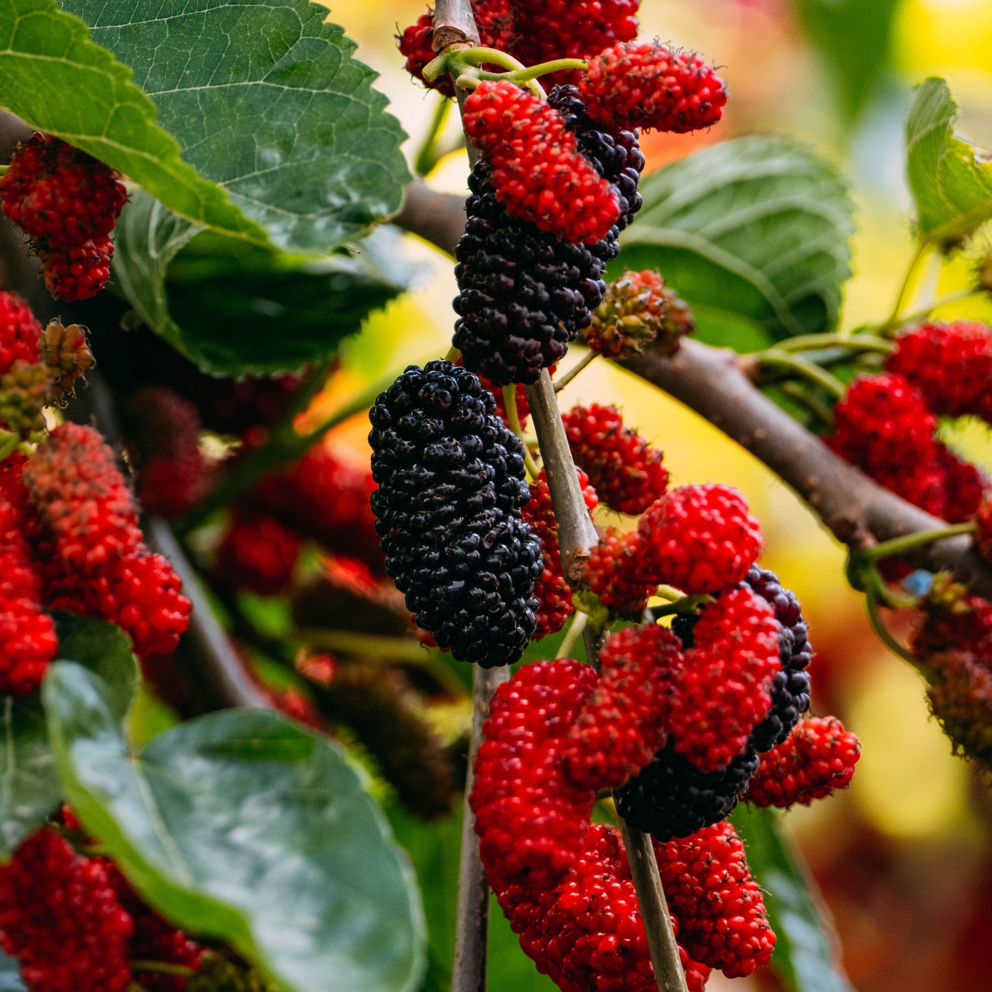 Ripening mulberries on mulberry tree