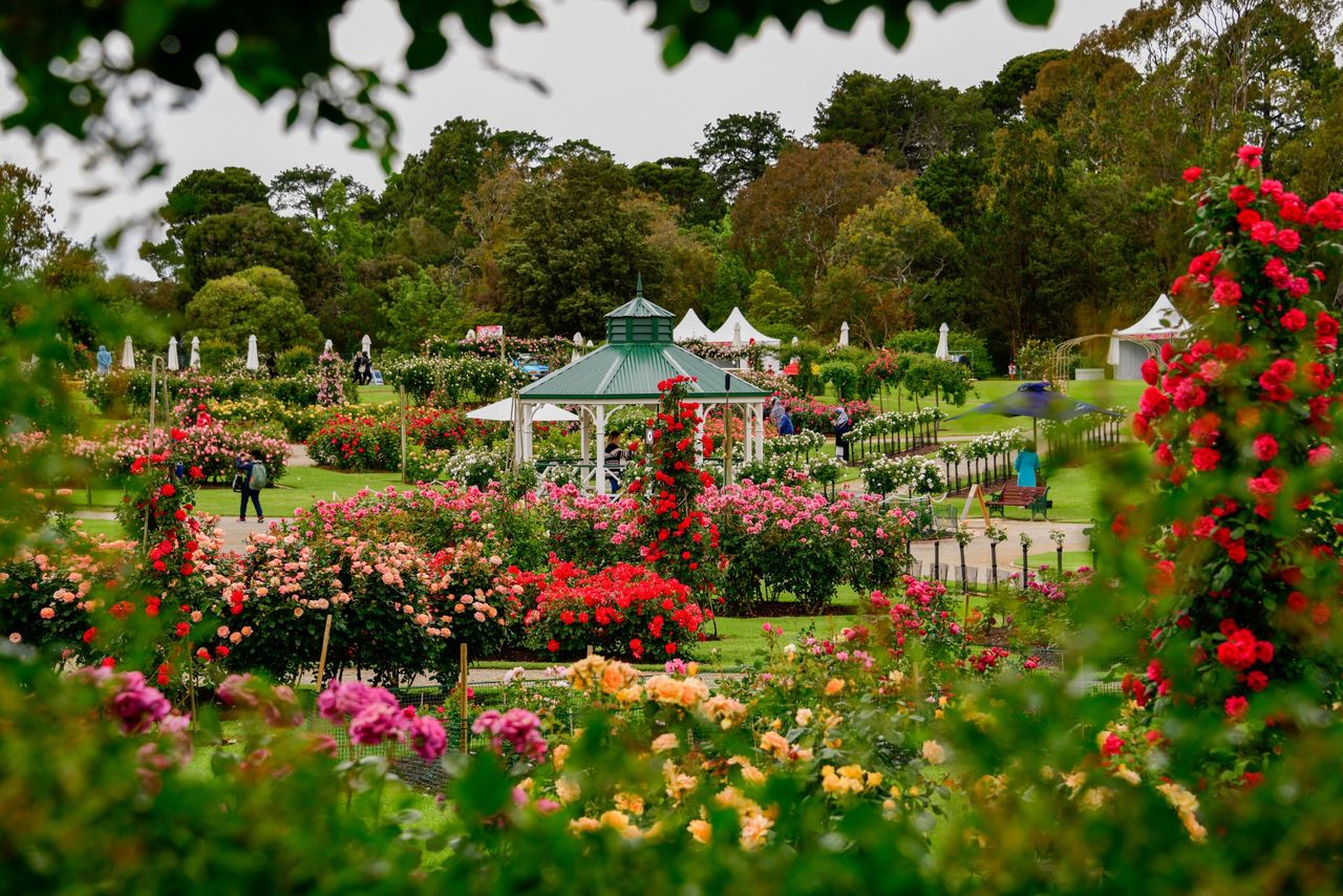 State Rose &amp;amp; Garden Show, Werribee Mansion, Victoria, Australia.