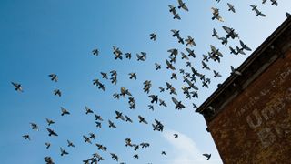 Birds flying in the sky near building