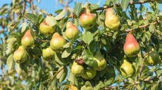 A bunch of pears hanging off a tree branch on a sunny day