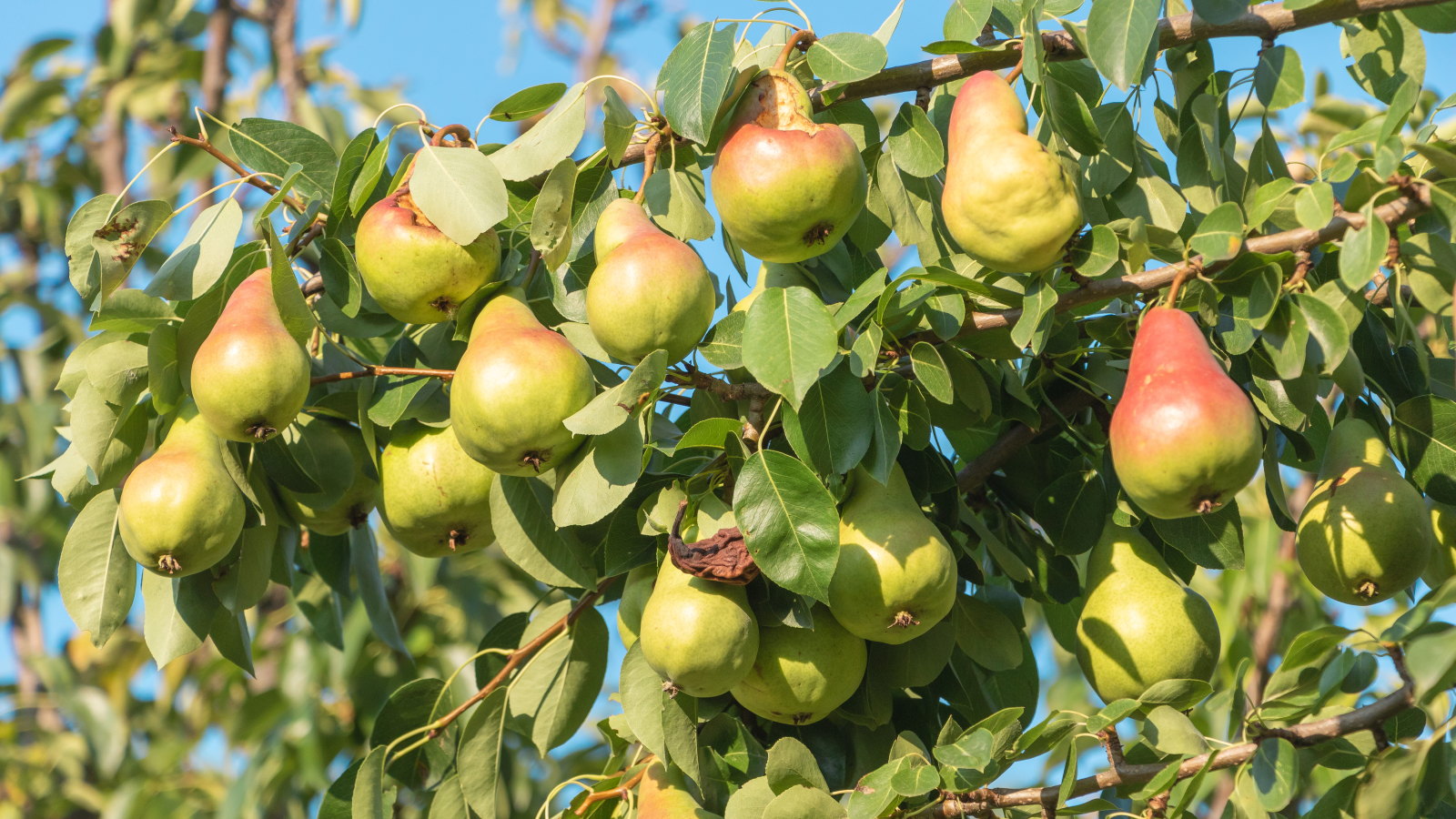 A bunch of pears hanging off a tree branch on a sunny day