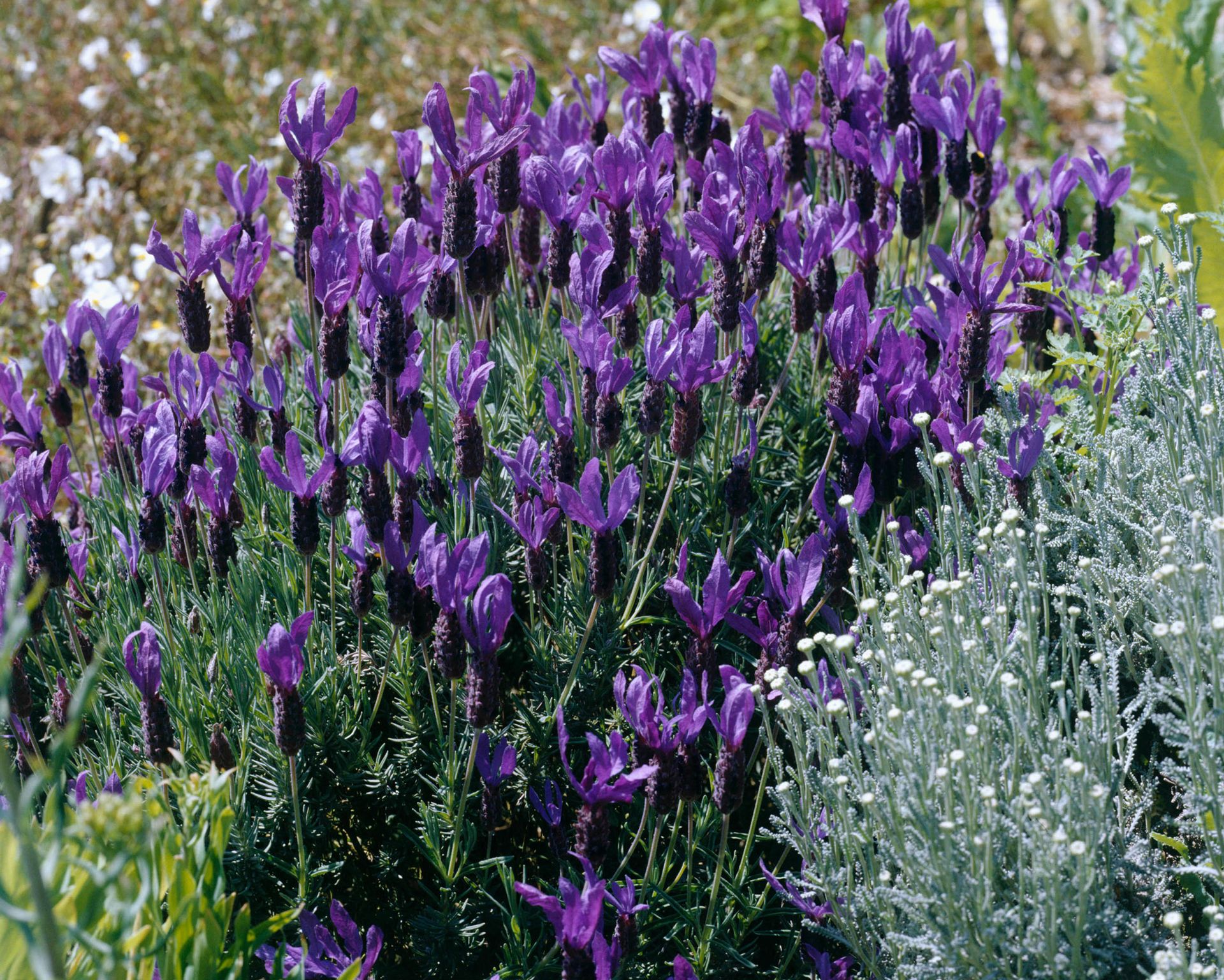 Types of lavender: 15 stunning varieties to grow | Gardeningetc
