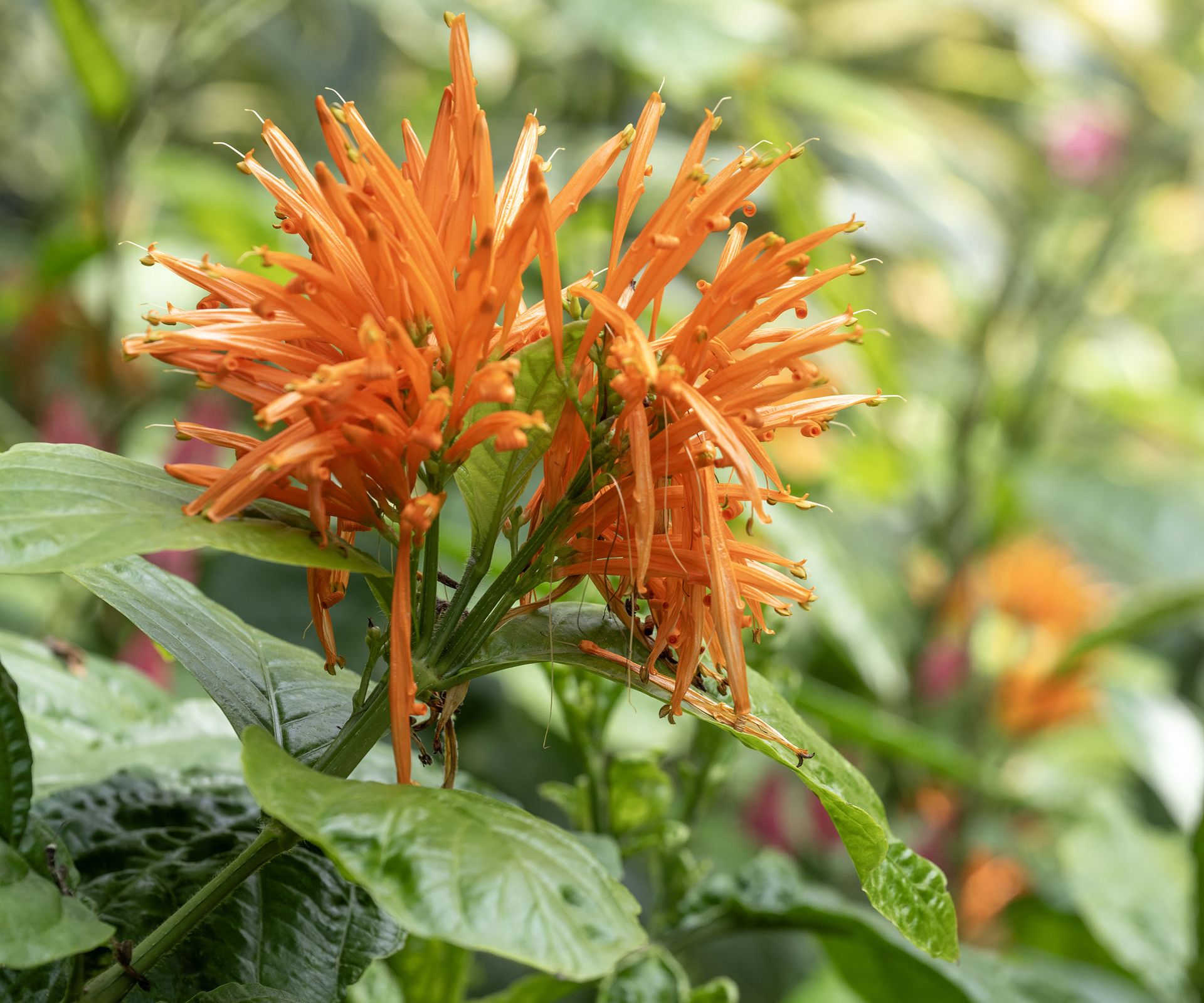 Justicia spicigera in blossom