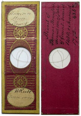 Microscope slide containing human beard hair. Microscopes were a popular form of entertainment for science-obsessed people living in Victorian-era Britain.