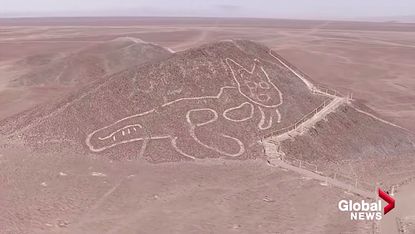 A cat amid the Nazca Lines