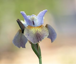 Stinking iris flower