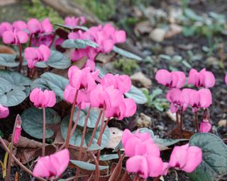 Cyclamen coum flowers