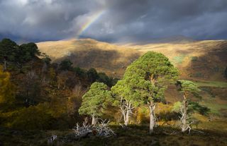 Landscape photo with trees in the foreground, a forest in the mid-ground and hills in the background beneath a moody sky and a rainbow